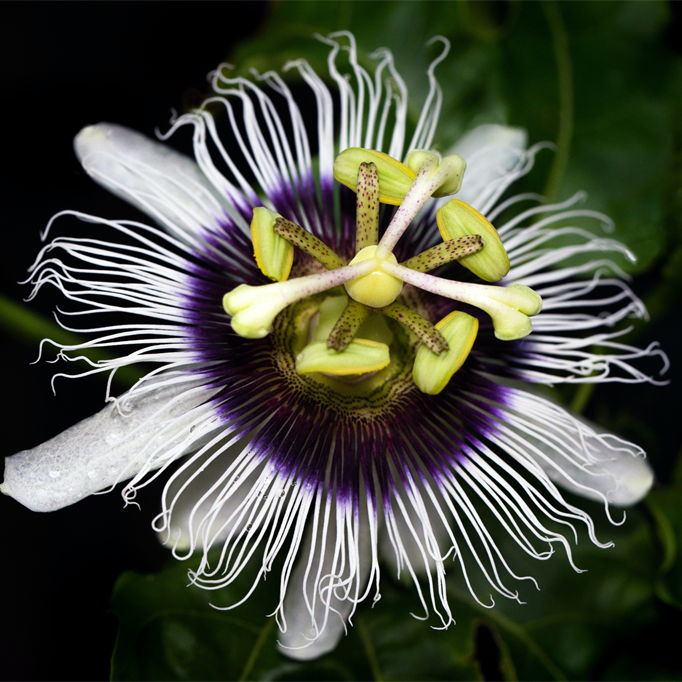 Passion Flower