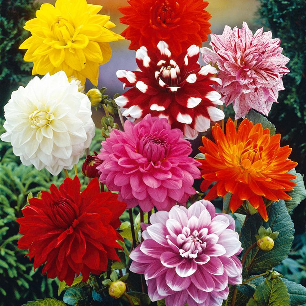 Dahalia