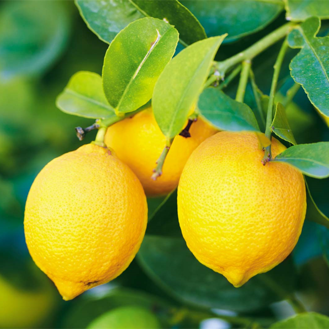 Lemon