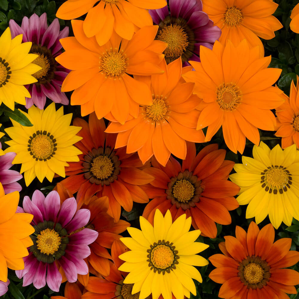 Gazania