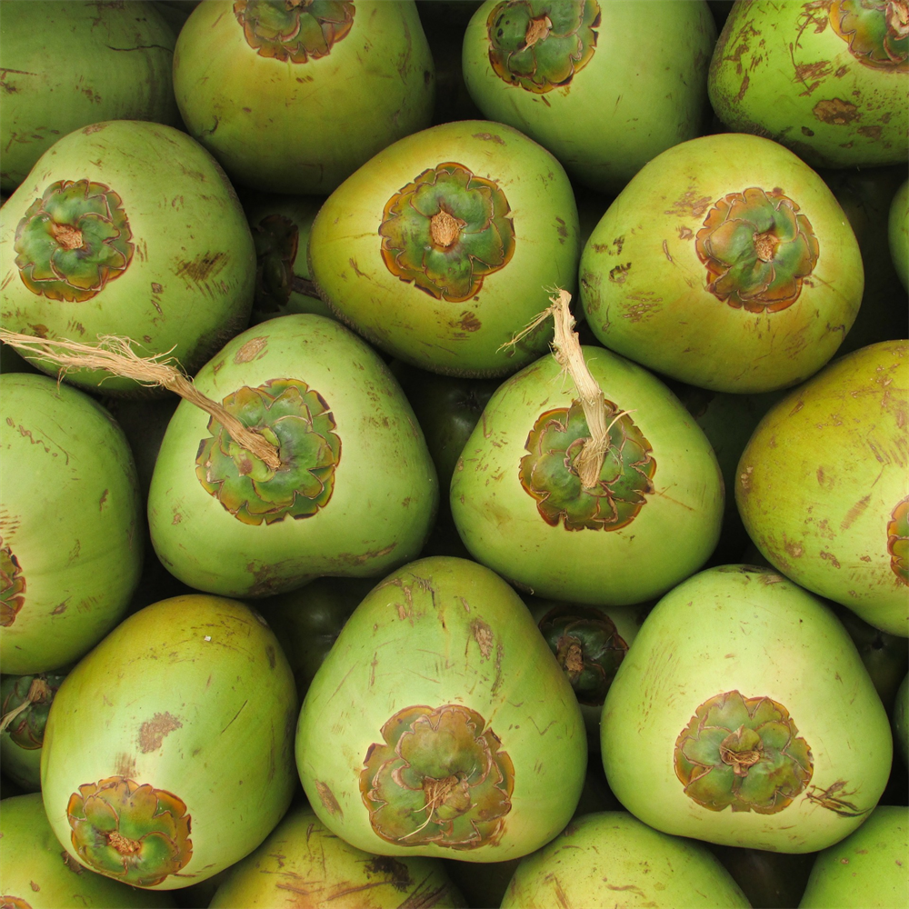 coconut