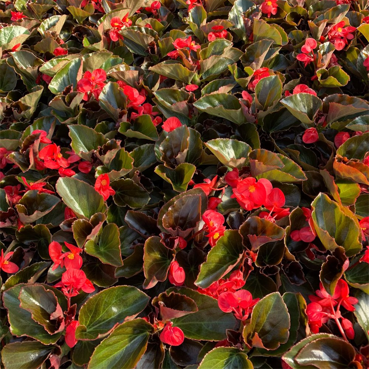 Begonia