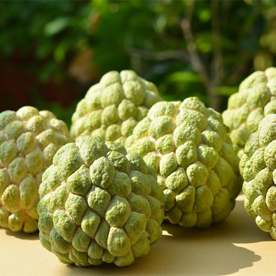 Custard Apple