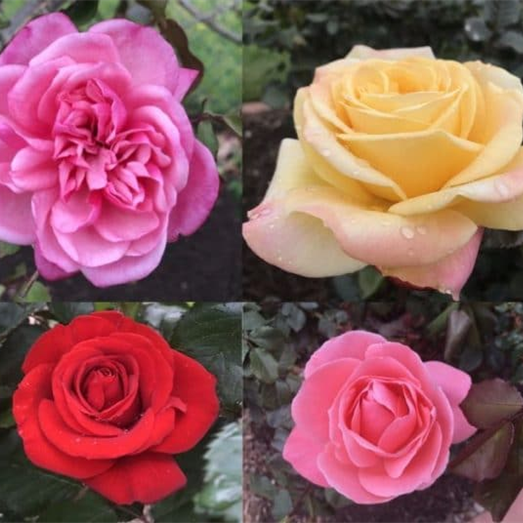 Hybrid Tea Roses