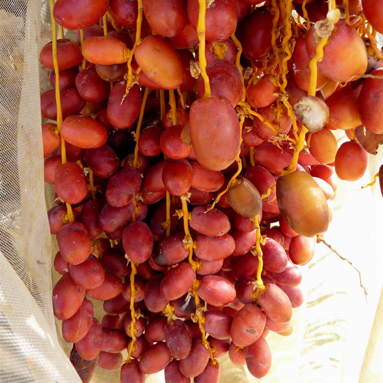 Dates