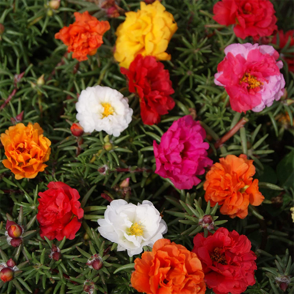 Portulaca