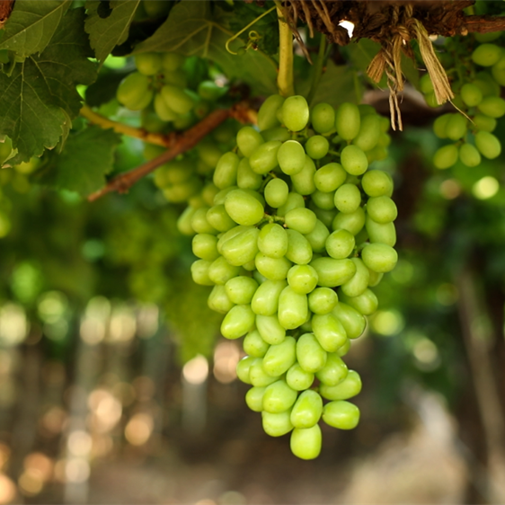 Grapes