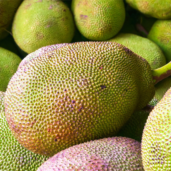 Jack Fruit