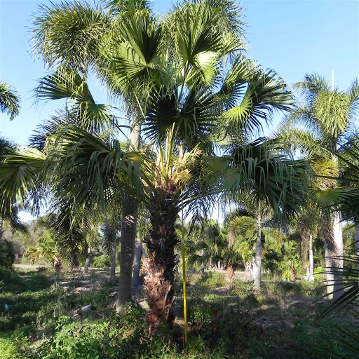 Table Palm