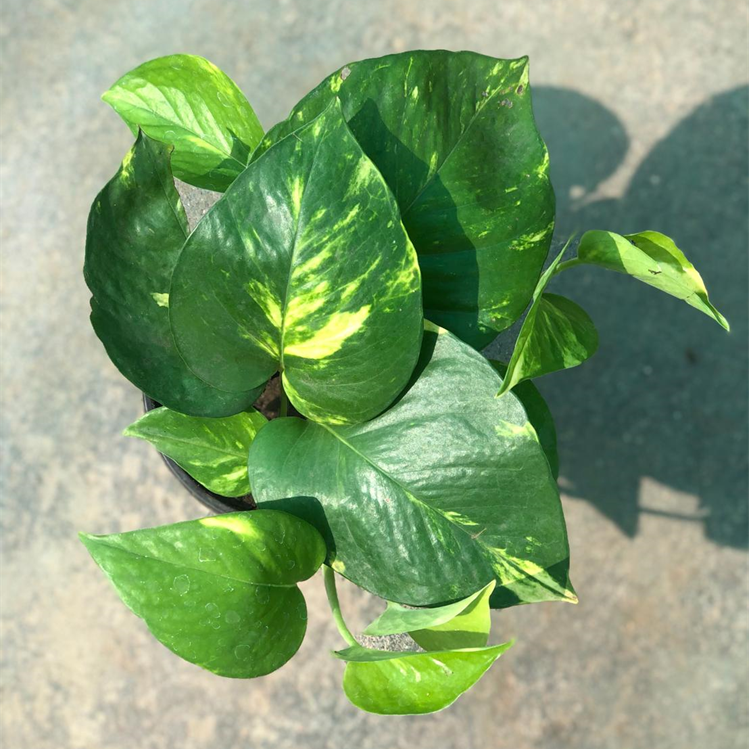 Money Plant Golden
