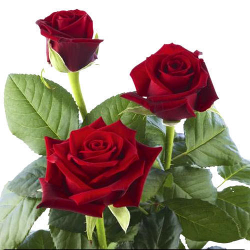Dutch Red Rose