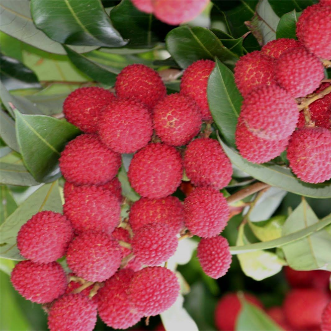 Lytchee