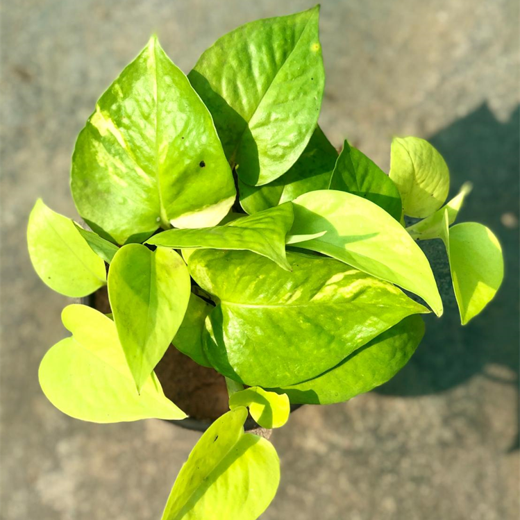 Money Plant Neon