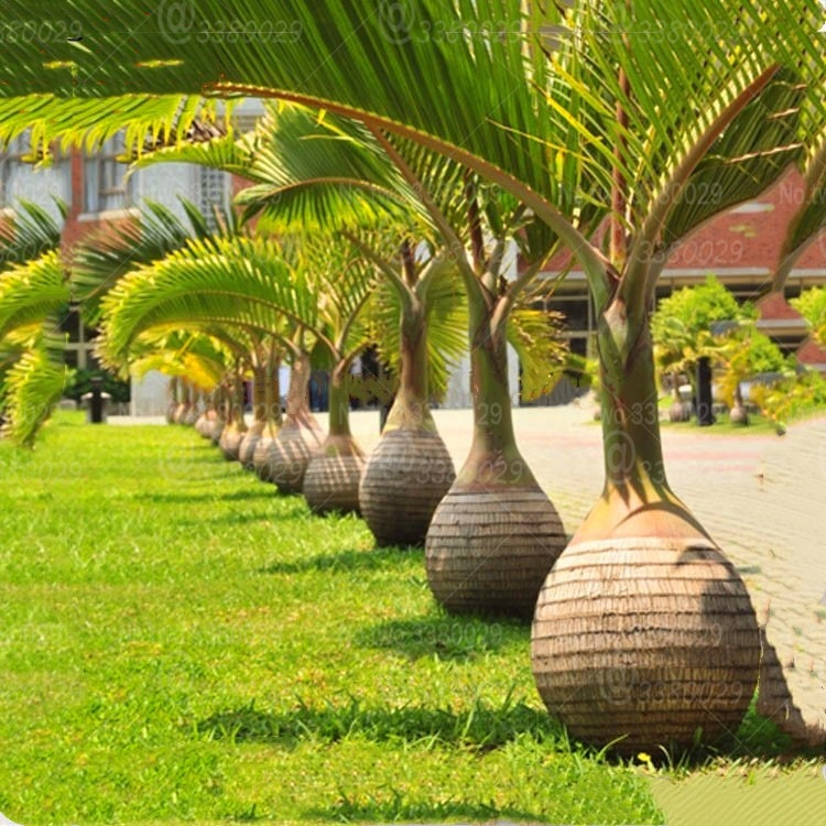 Champion Palm