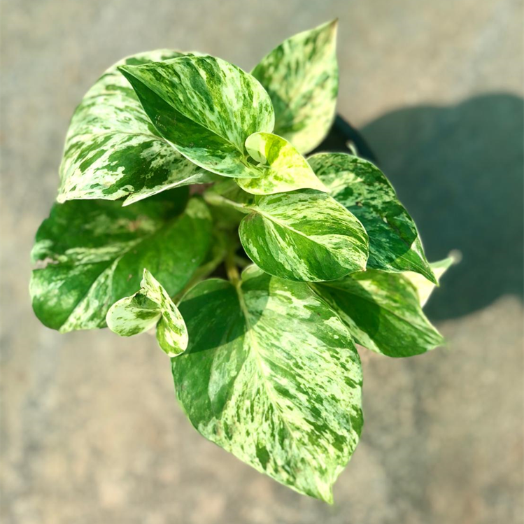 Money plant Marble Queen