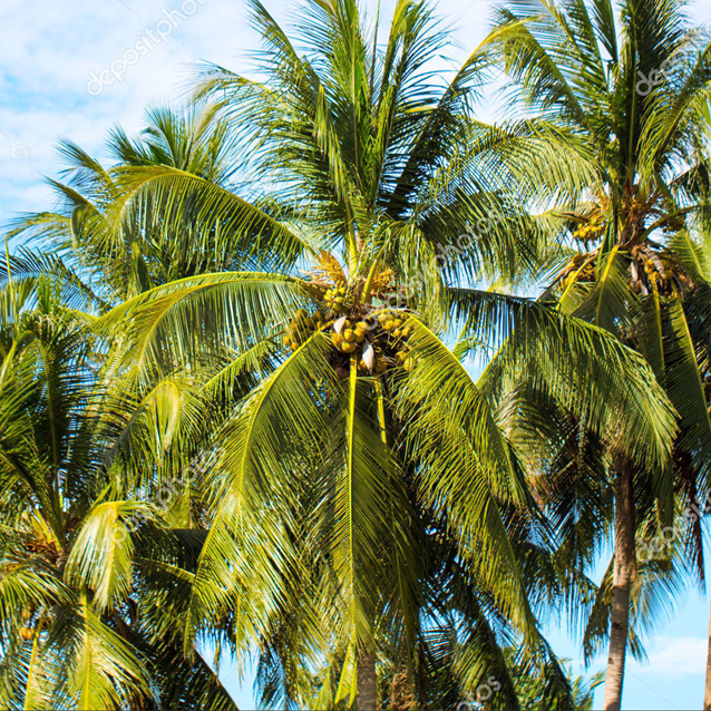 Coconut palm