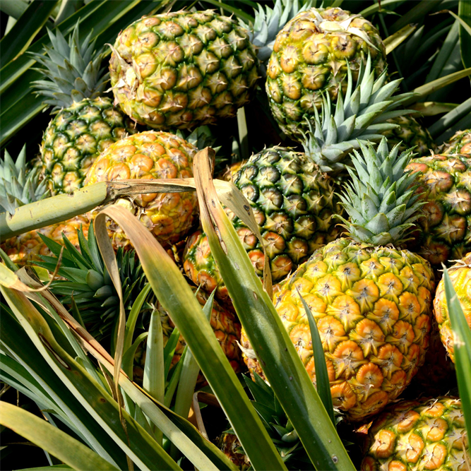 Pineapple