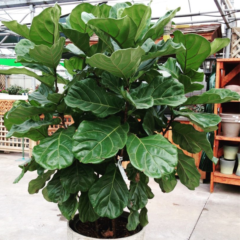 Fiddle Leaf