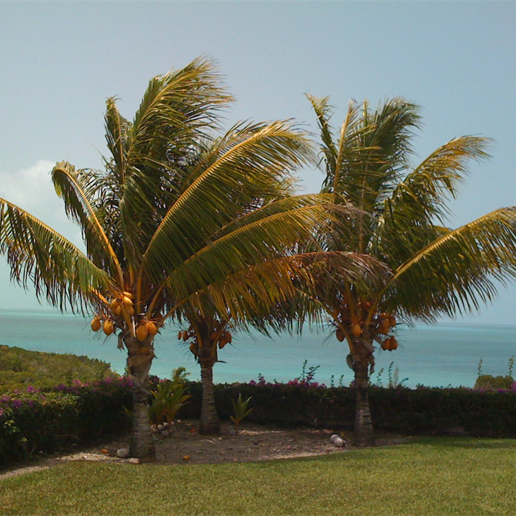 Golden Coconut