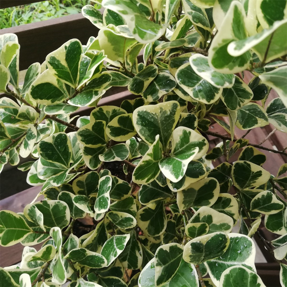 Ficus Triangularis