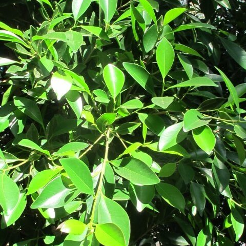Ficus Nitida
