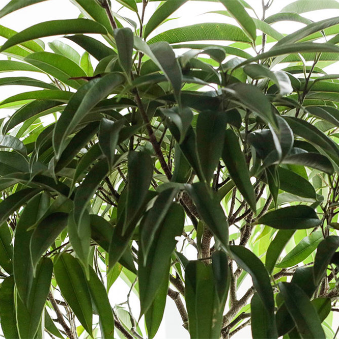 Ficus Nuda