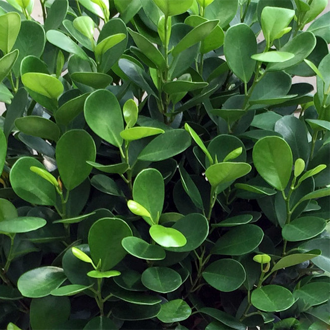 Ficus Round leaf