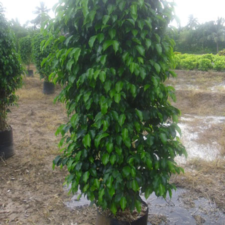 Ficus Black