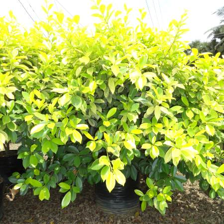 Ficus Panda