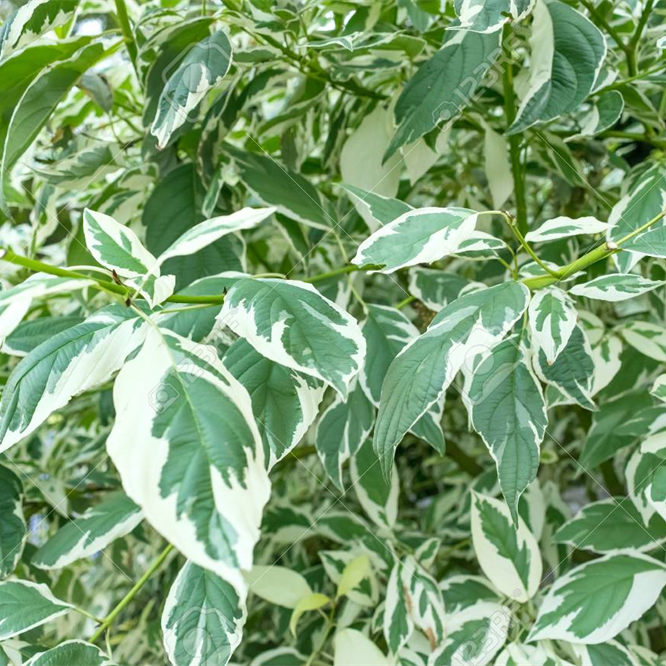 Ficus Verigated
