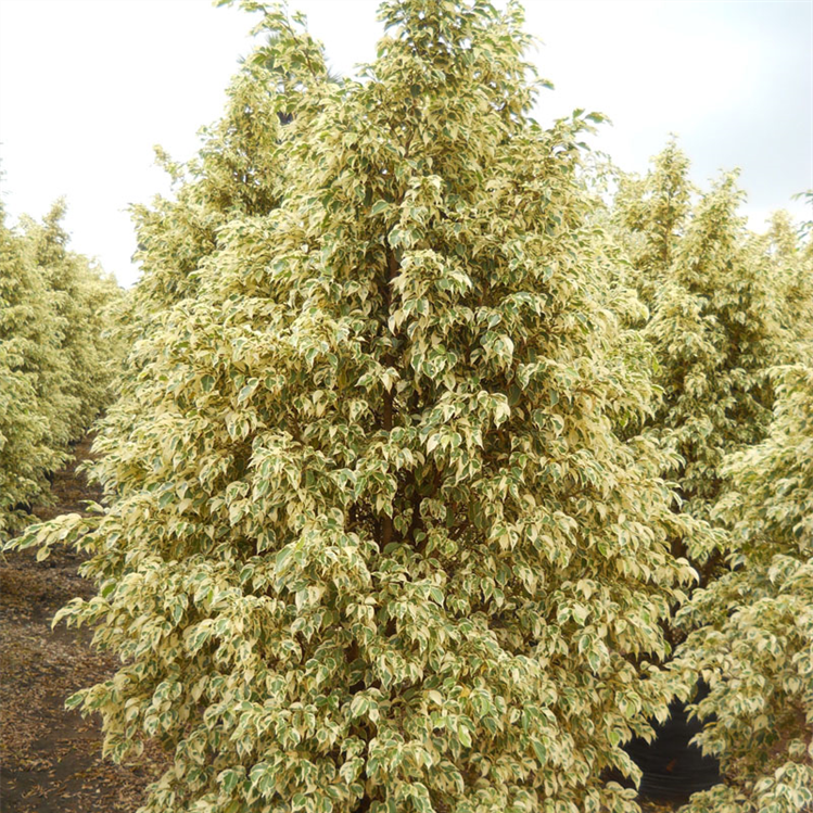 Ficus King Bush