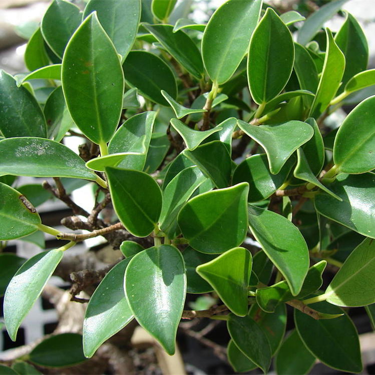 Ficus Microcarpa