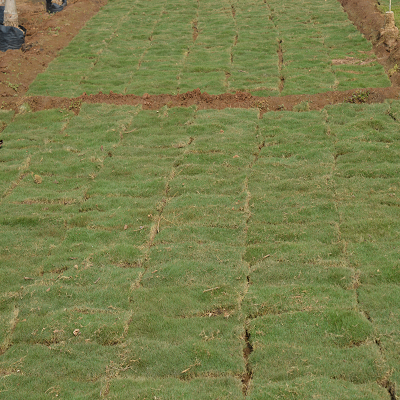 Carpet Lawn
