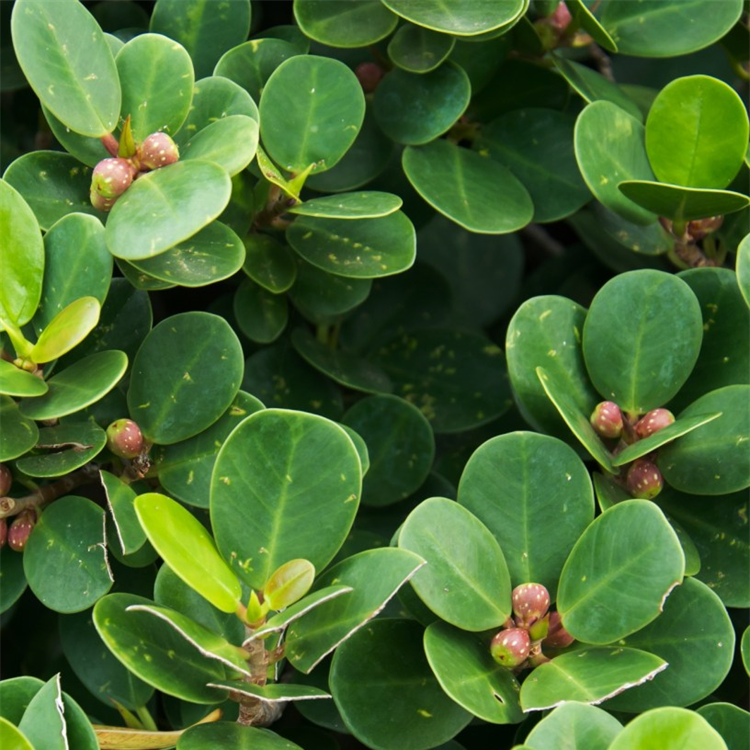 Ficus Long Island