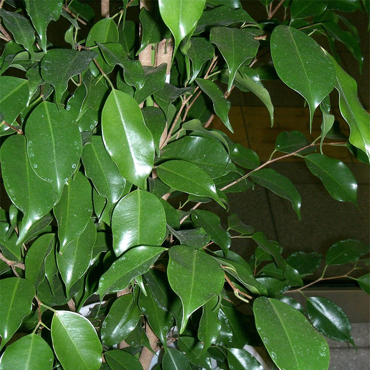 Ficus Benjamina