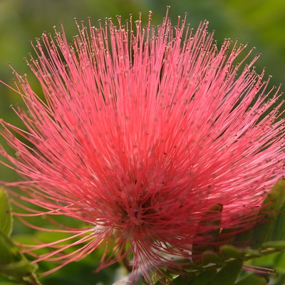 Powder Puff Plant