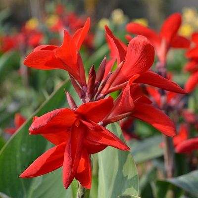 Canna Red (dwarf)