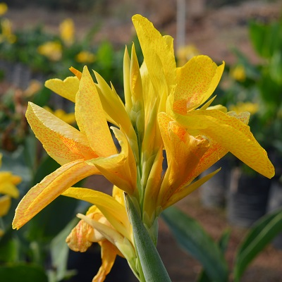 Canna Yellow (dwarf)