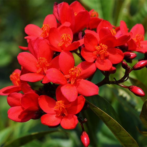 Jatropha