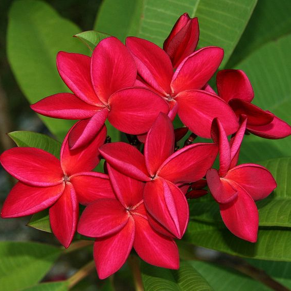Red Plumeria