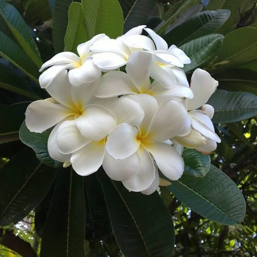 White Fragrant Plumeria