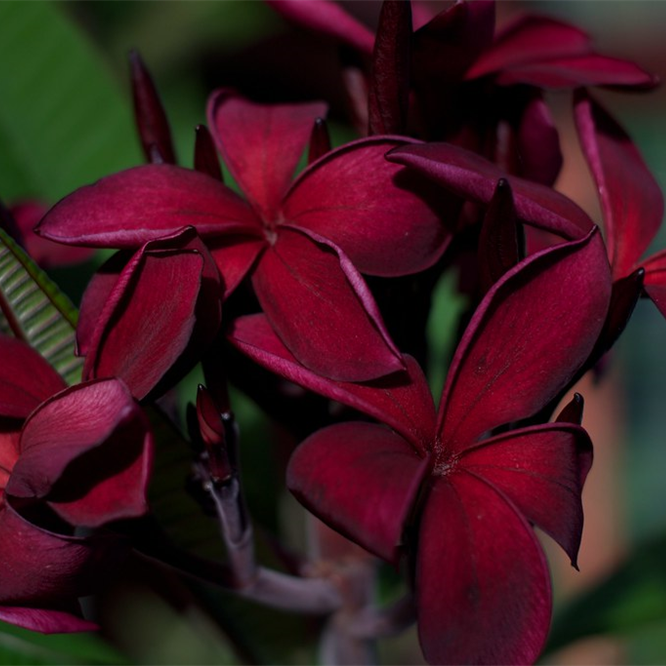Black Plumeria