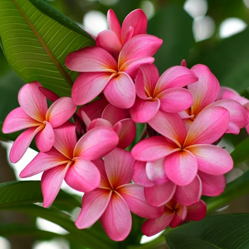 Pink Plumeria