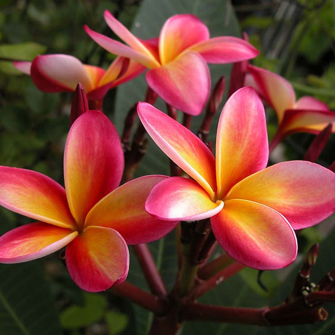 Multi colour Plumeria