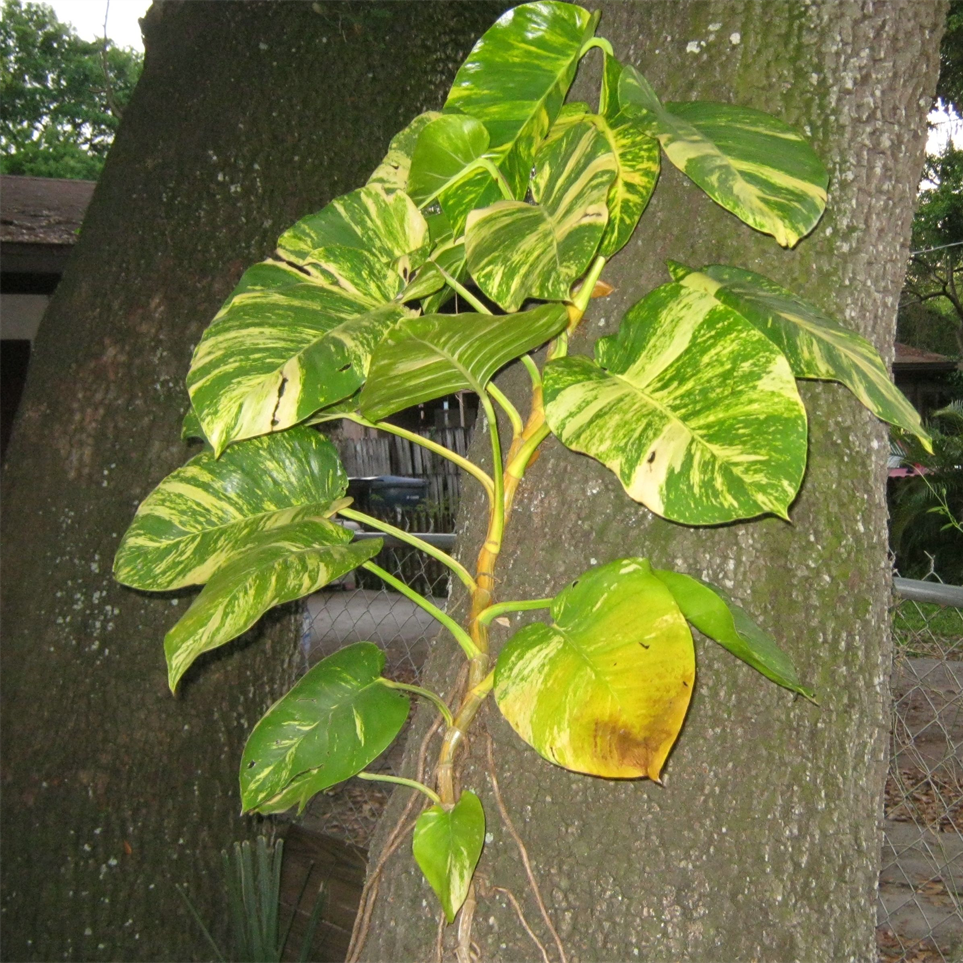 Money Plant Big Leaf