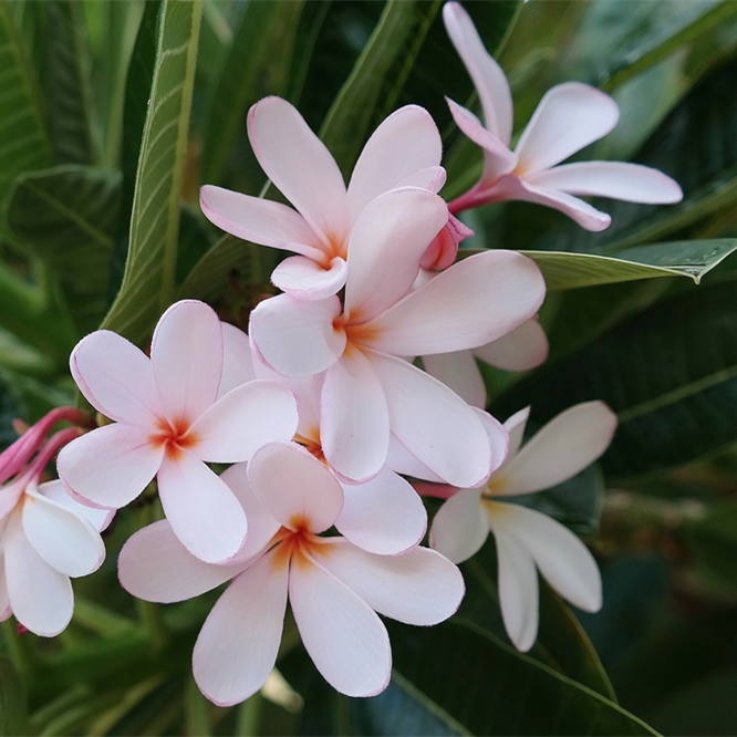 Dwarf Pink Plumeria