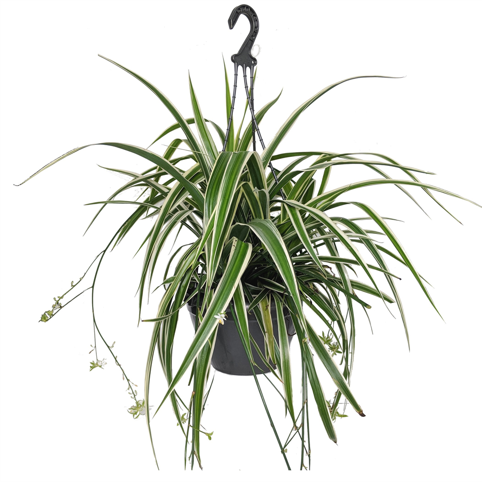 Spider Plant