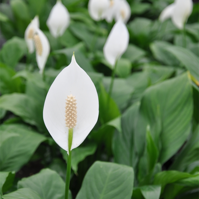 Spathiphyllum