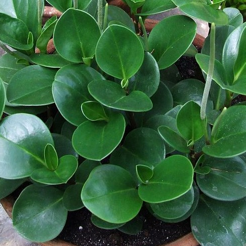 Pepperomia