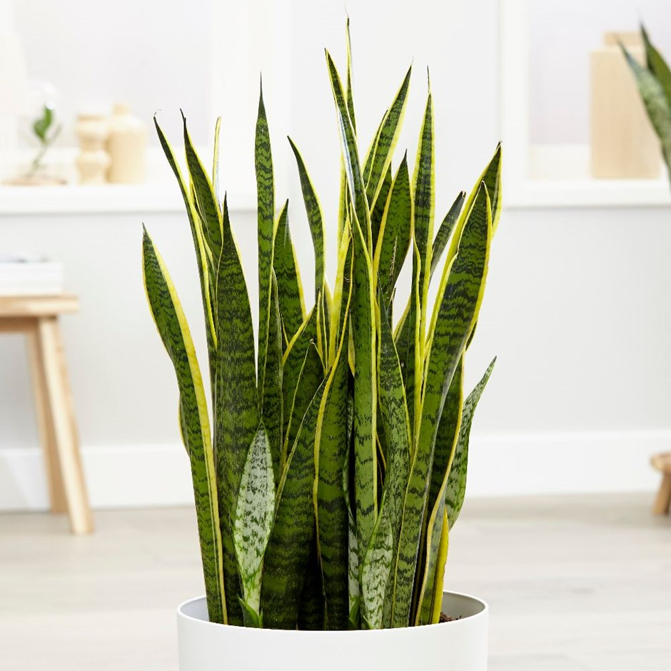 Sanseveria Laurentii
